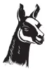 Vicuna